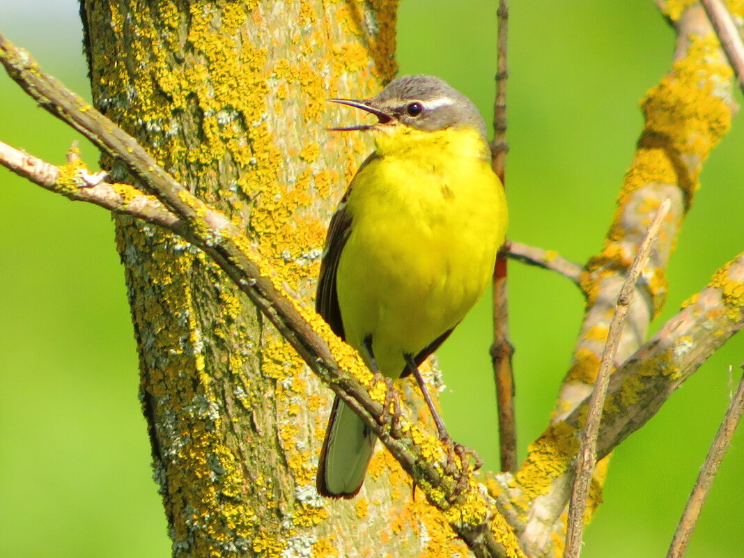 Утренняя песня - Андрей Снегерёв Утренняя песня - Андрей Снегерёв