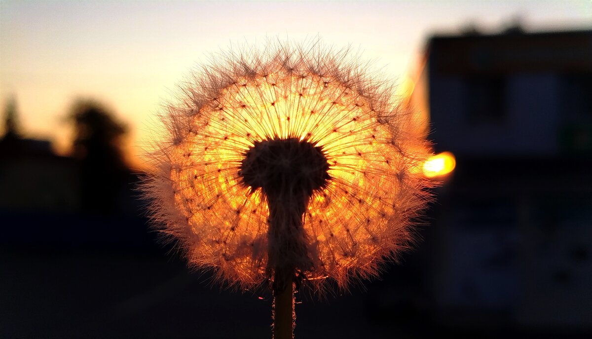 Одуванчик на закате - светлана льдокова Одуванчик на закате - светлана льдокова