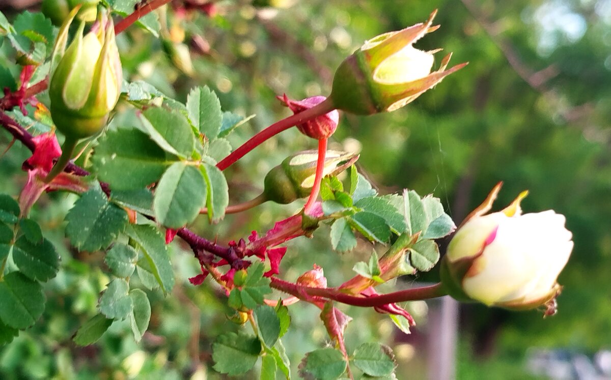 Бутоны - светлана льдокова