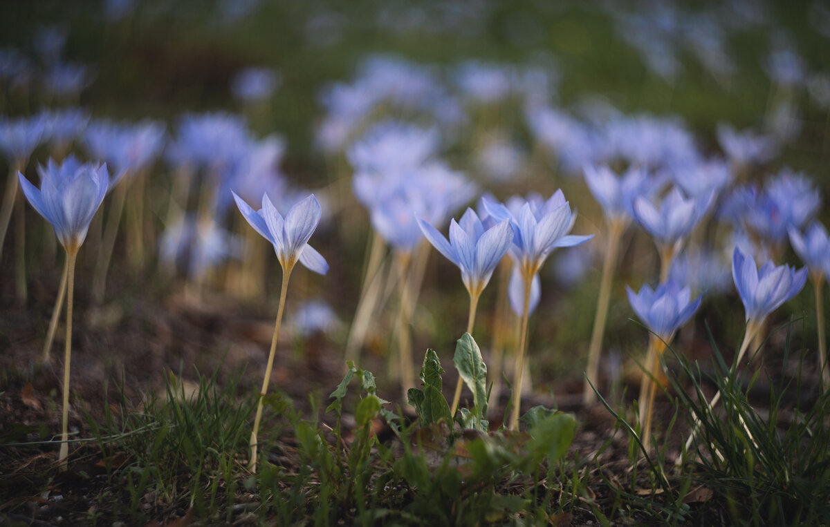 В последние хмурые дни придорожных крокусов. - Анатолий Щербак В последние хмурые дни придорожных крокусов. - Анатолий Щербак