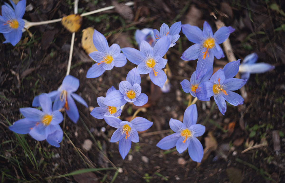 В последние хмурые дни придорожных крокусов. - Анатолий Щербак