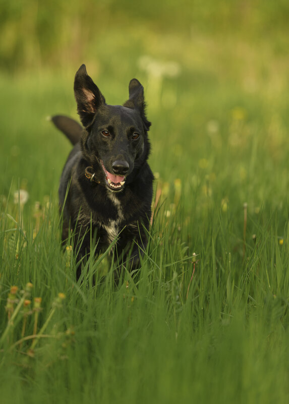 Восторг - Максим Вышарь