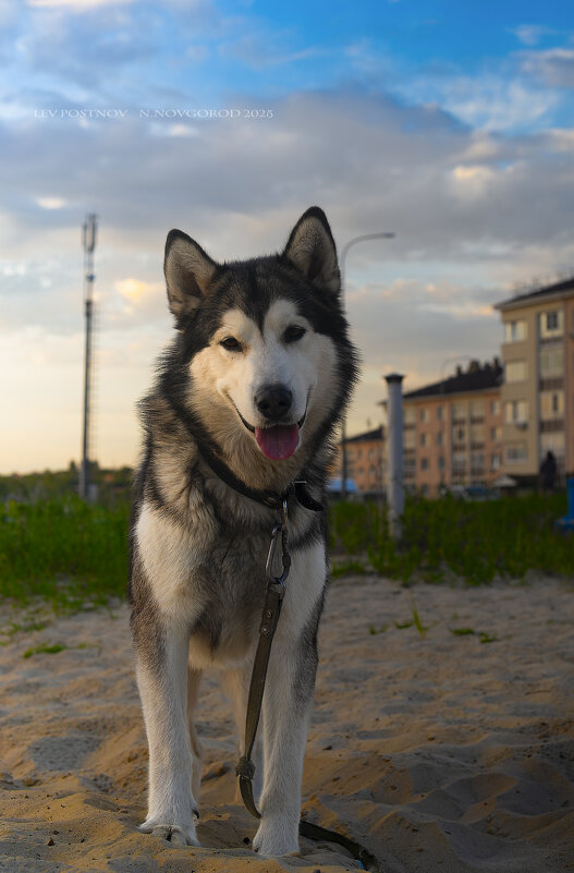 Ярик. - leff Postnov