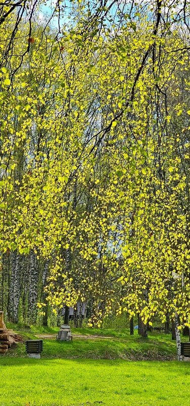 Золото березы - Михаил Свиденцов