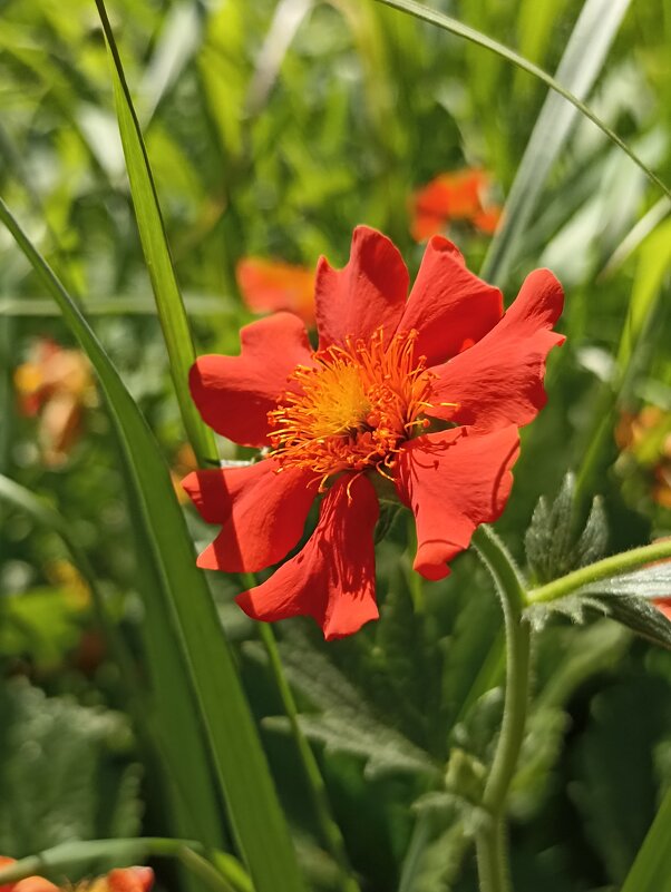 Почти лето - Pippa Почти лето - Pippa