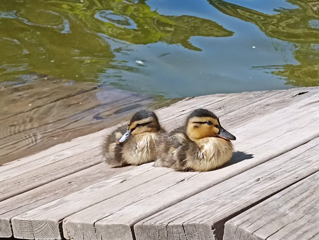 На солнышке - Pippa 