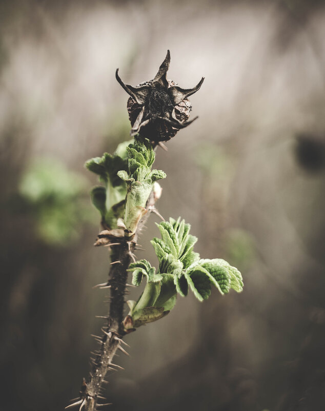 око - Iulia Efremova