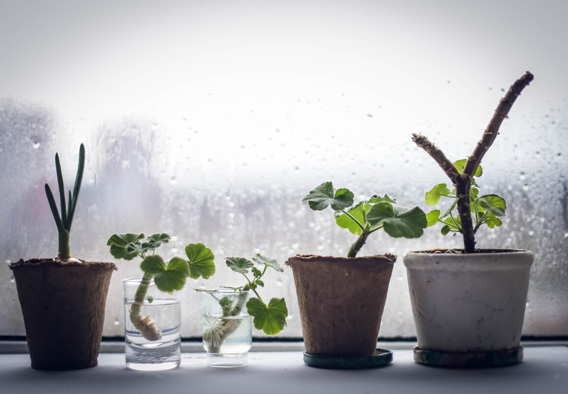 Синьор Лук и его Герани - Iulia Efremova Синьор Лук и его Герани - Iulia Efremova