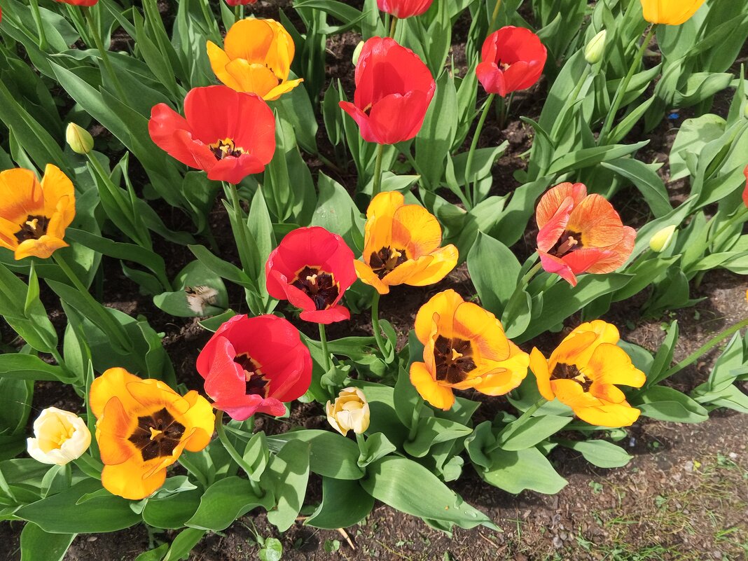 Тюльпаны - Сапсан 