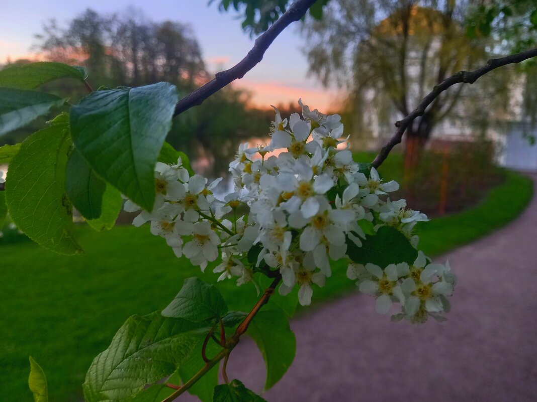 Черёмуха - Сапсан 