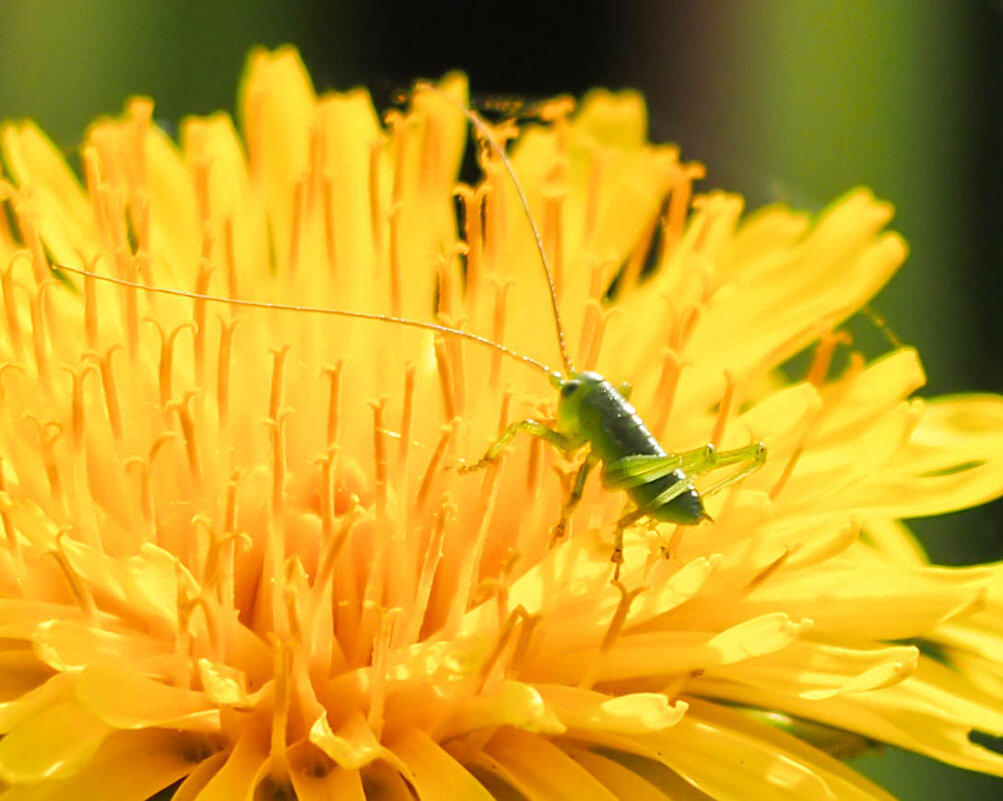Угадай, кто я? :-) - Олег Фролов
