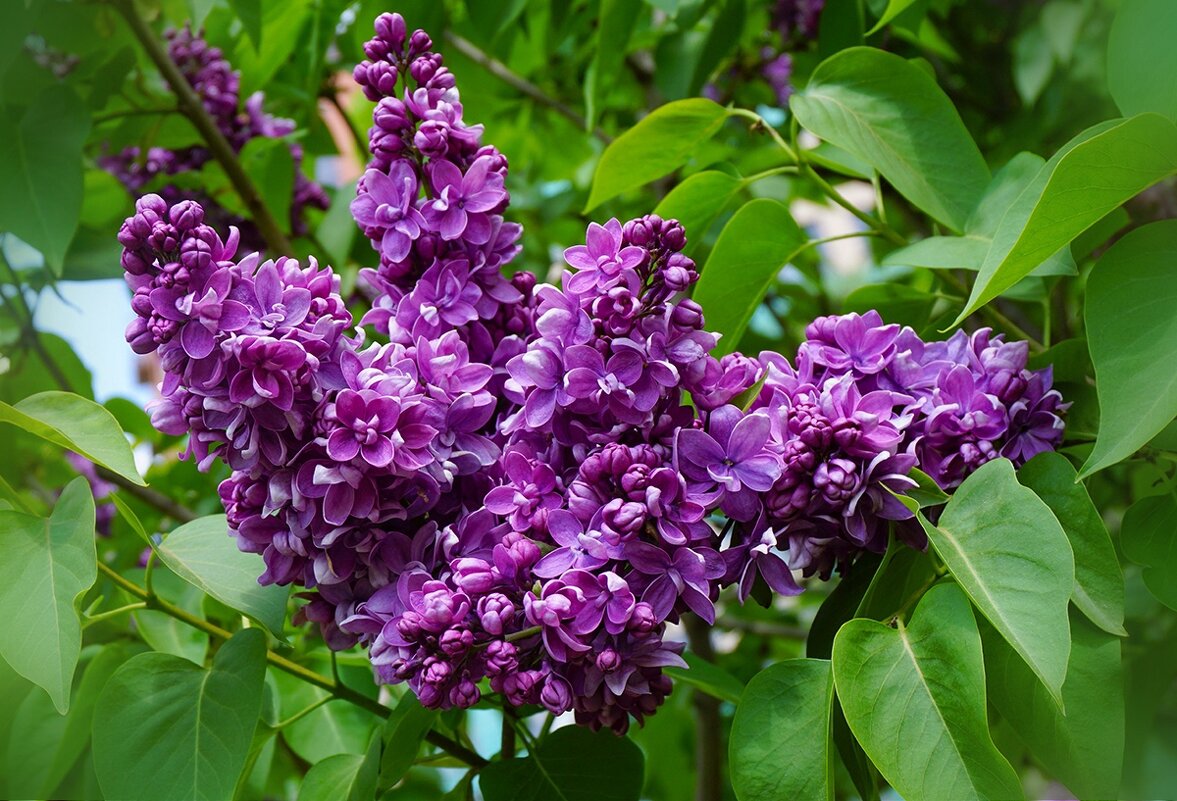 Весны цветение - Ольга Весны цветение - Ольга