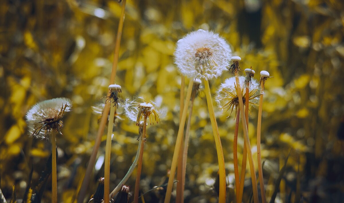 *** - Виктор Иванович Чернюк
