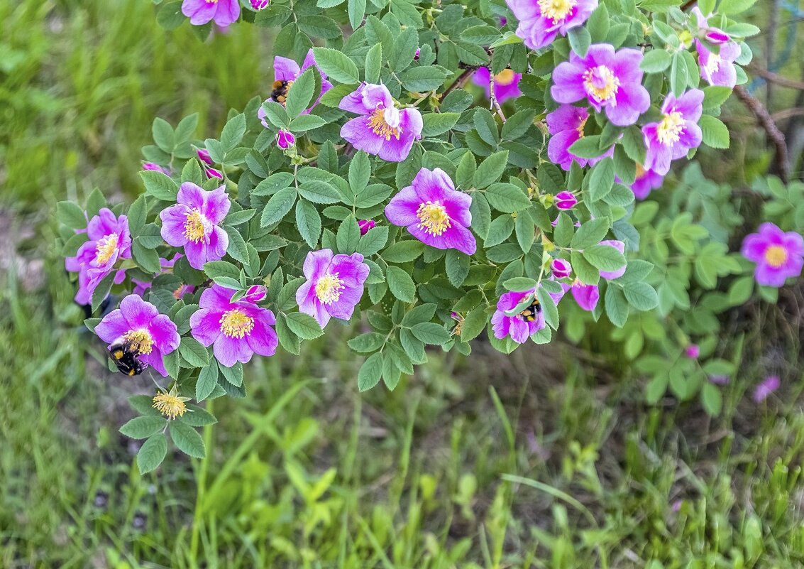 Шиповник цветёт - Валерий Иванович