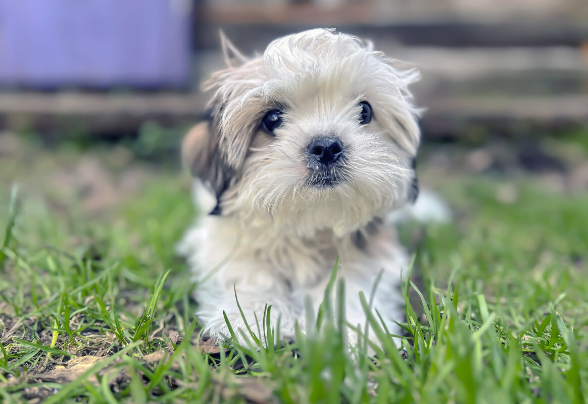 Пущистик не только одуванчик - Дмитрий Иванов Пущистик не только одуванчик - Дмитрий Иванов