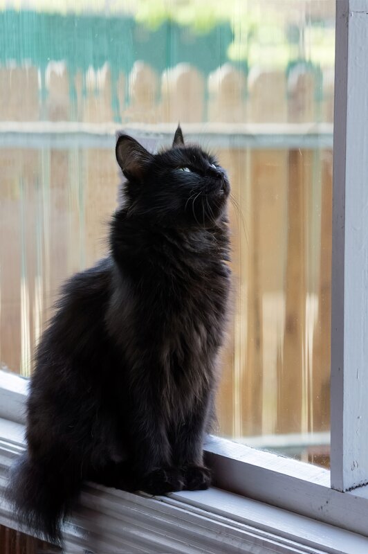 Кошка бобтэйл-короткий хвостик на окошке - Надежда Кошка бобтэйл-короткий хвостик на окошке - Надежда