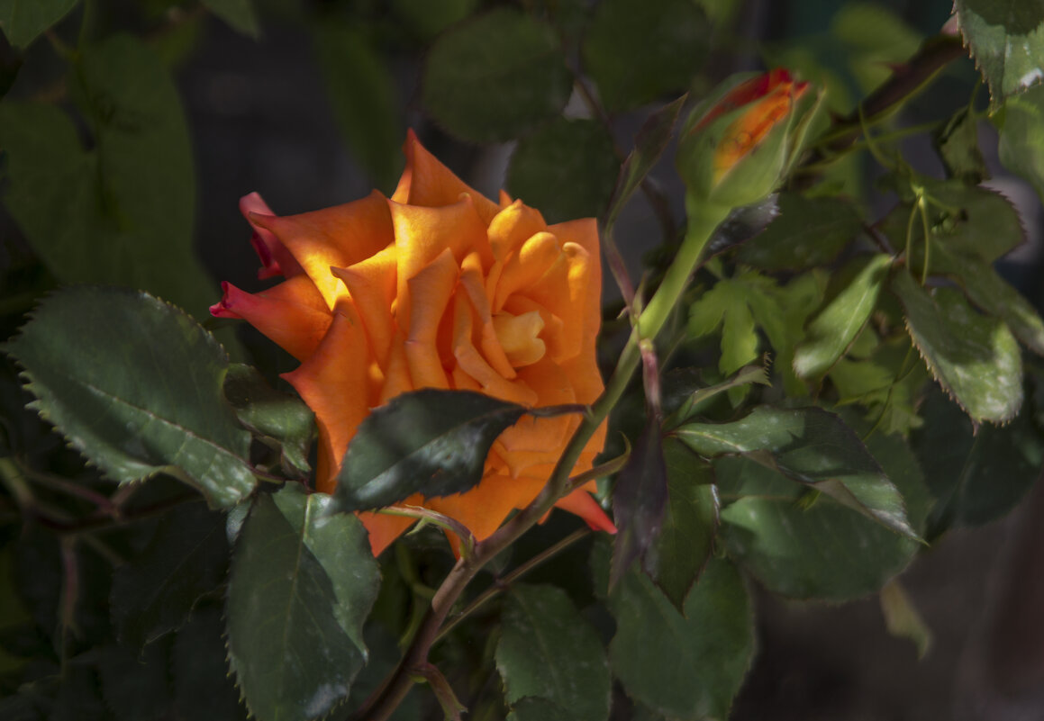 Оранжевая роза Флорибунда - Валентин Семчишин