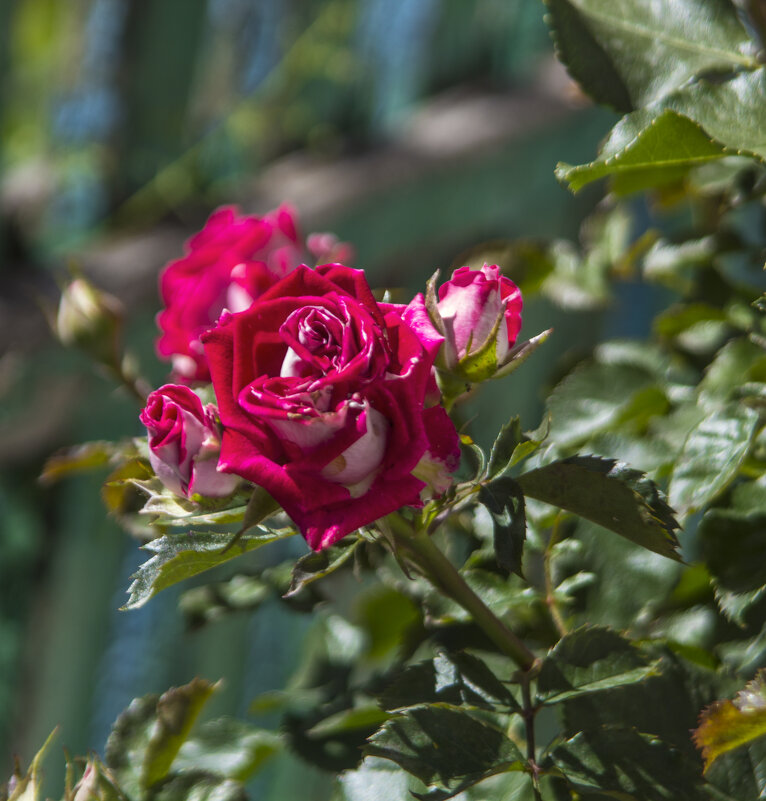 Алая  роза - Валентин Семчишин