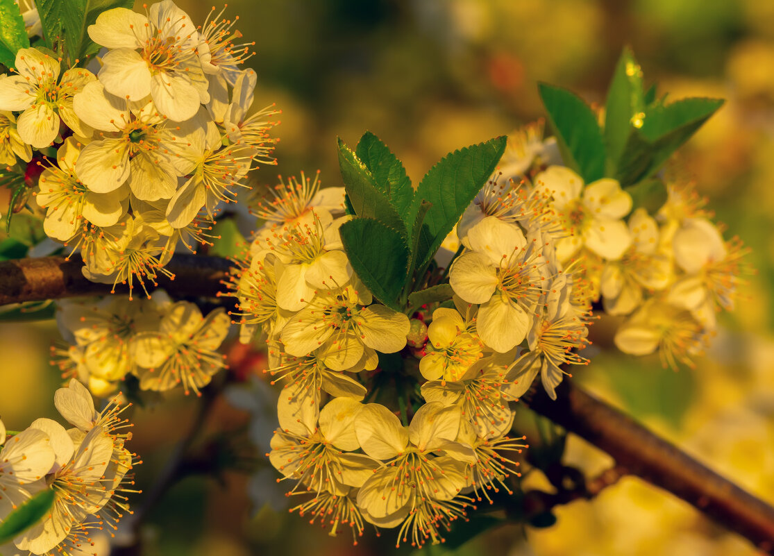 вишня в нежном закате - Виталий Емельянов вишня в нежном закате - Виталий Емельянов