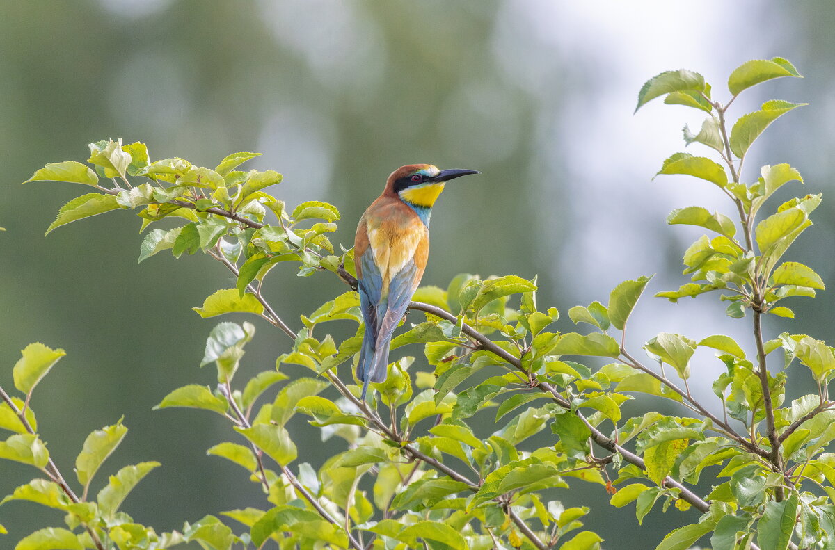 золотистые щурки - юрий макаров