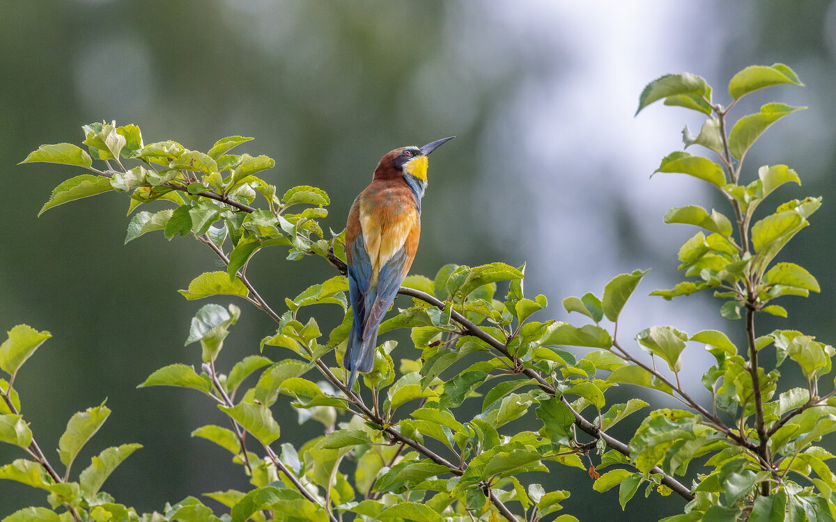 золотистые щурки - юрий макаров
