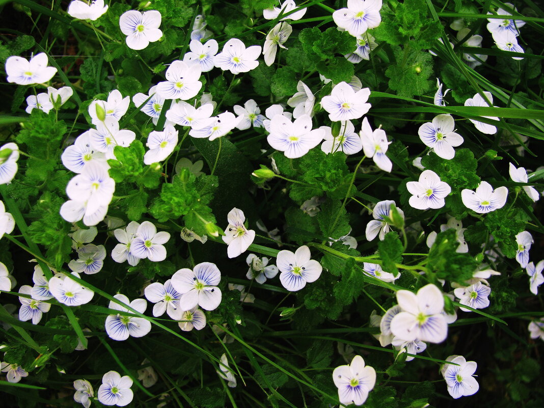 Вероника ползучая - Людмила Смородинская