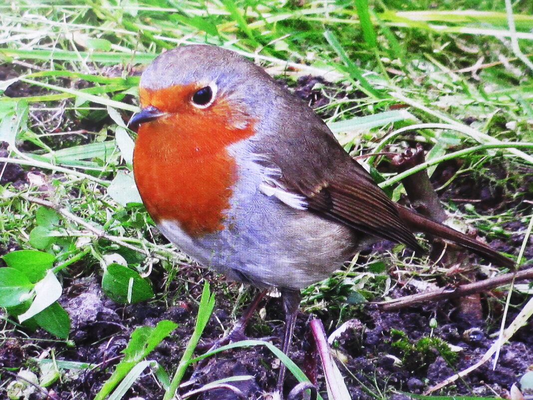 Красотка прилетела - Людмила Смородинская Красотка прилетела - Людмила Смородинская