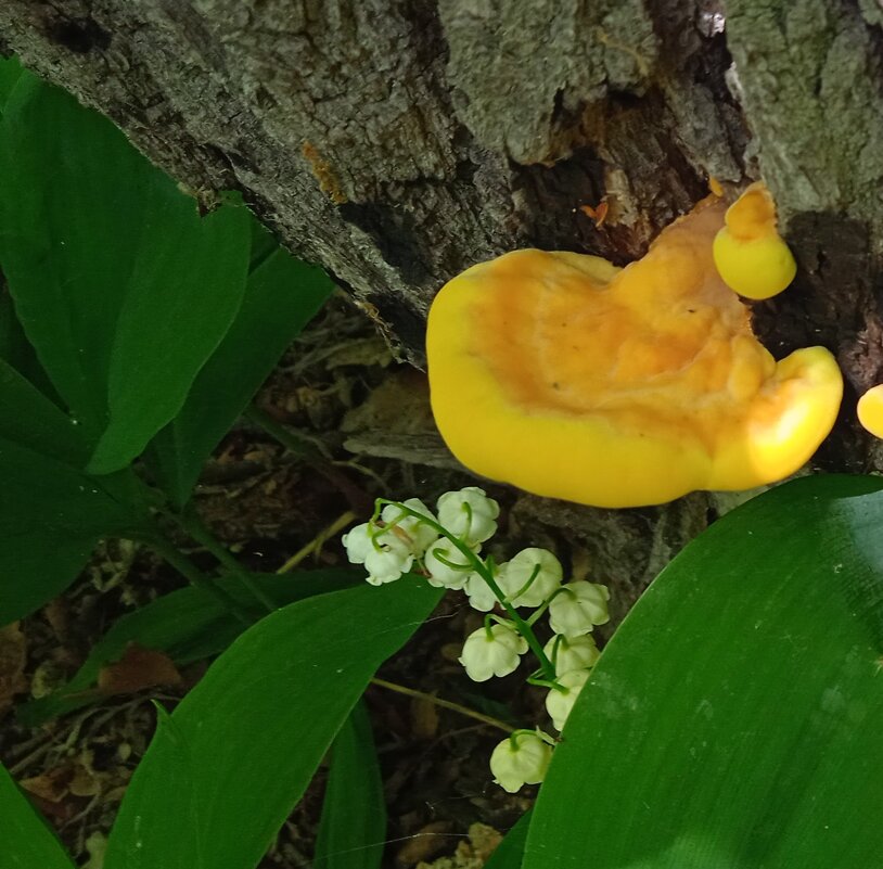 лесное - Елена Шаламова