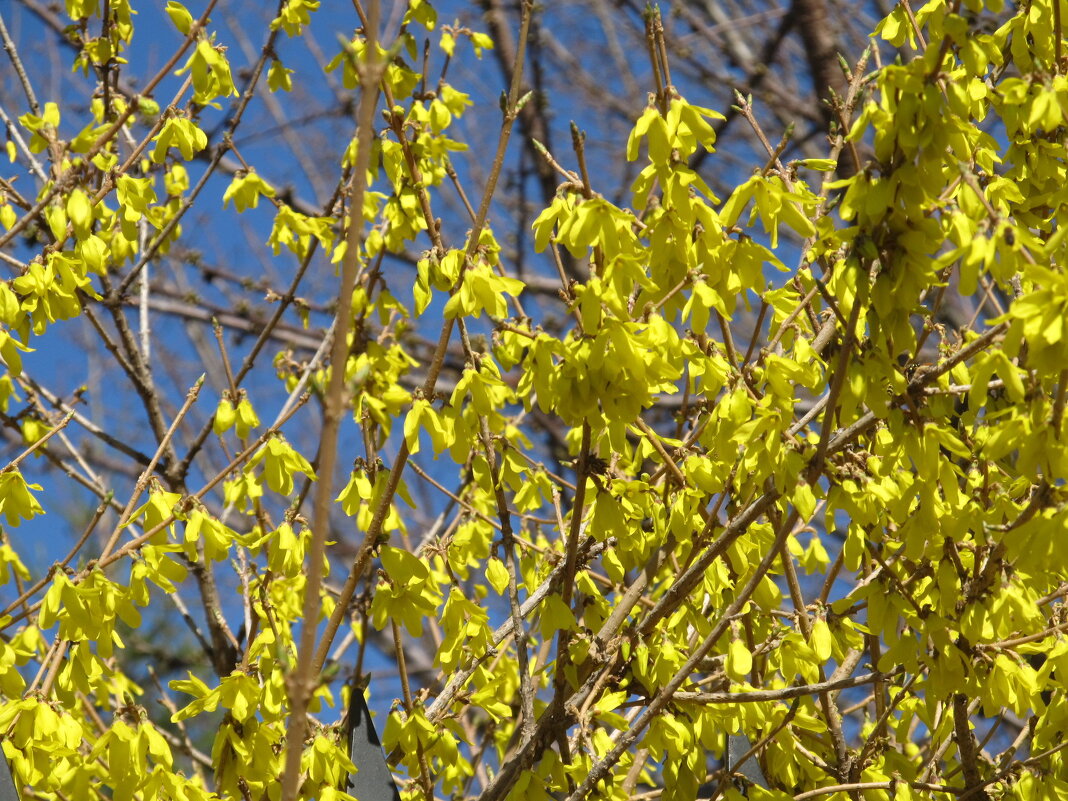 апрель - Елена Шаламова