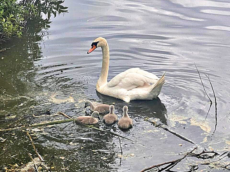 Мама с детками. - Валерия Комова Мама с детками. - Валерия Комова