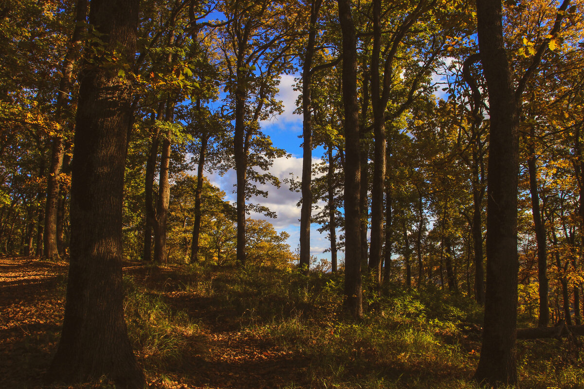 Осень - Татьяна Сергиенко Осень - Татьяна Сергиенко