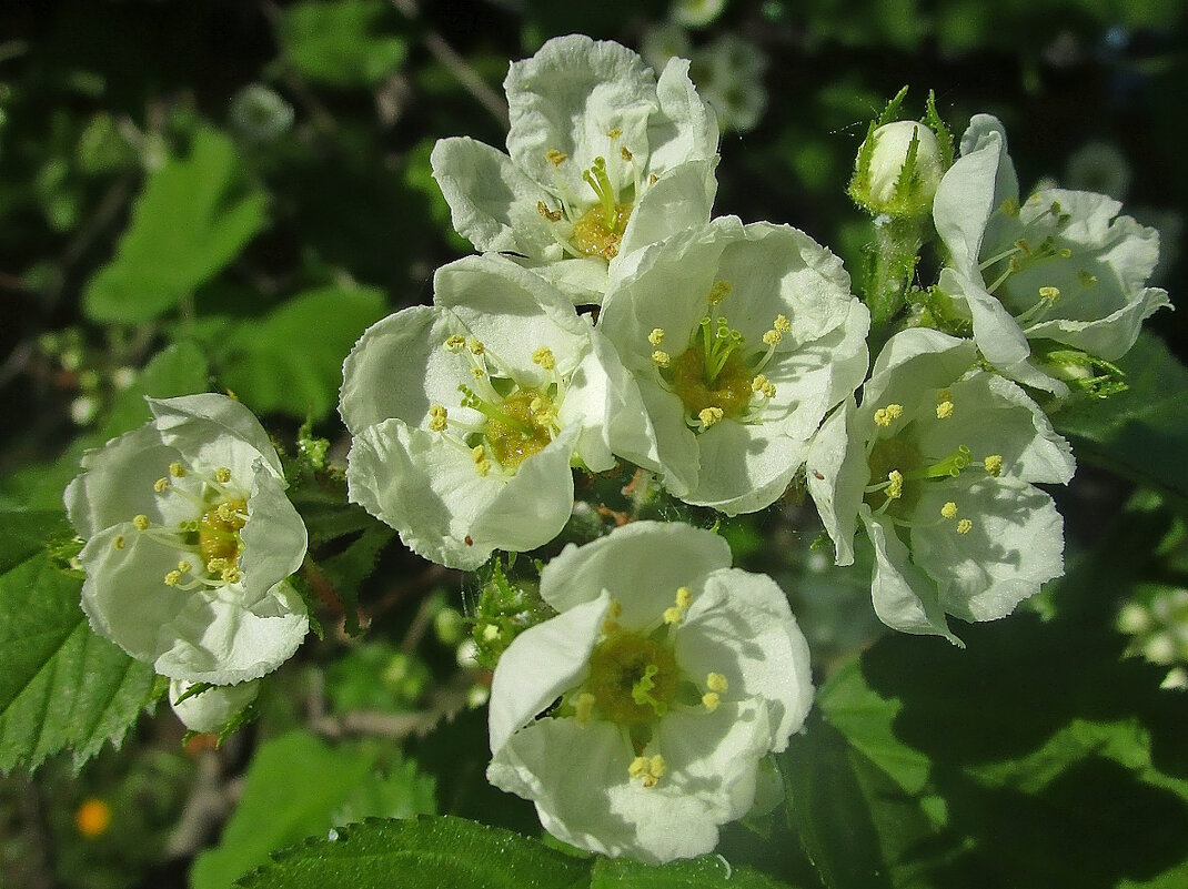 Боярышник — символ семьи и счастливого брака. - Ольга Довженко