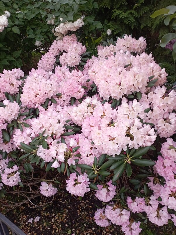 Майский интерьер - Елена Семигина