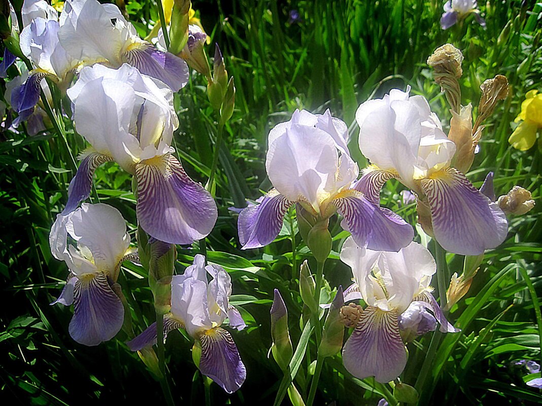 Ирисы - Елена Семигина