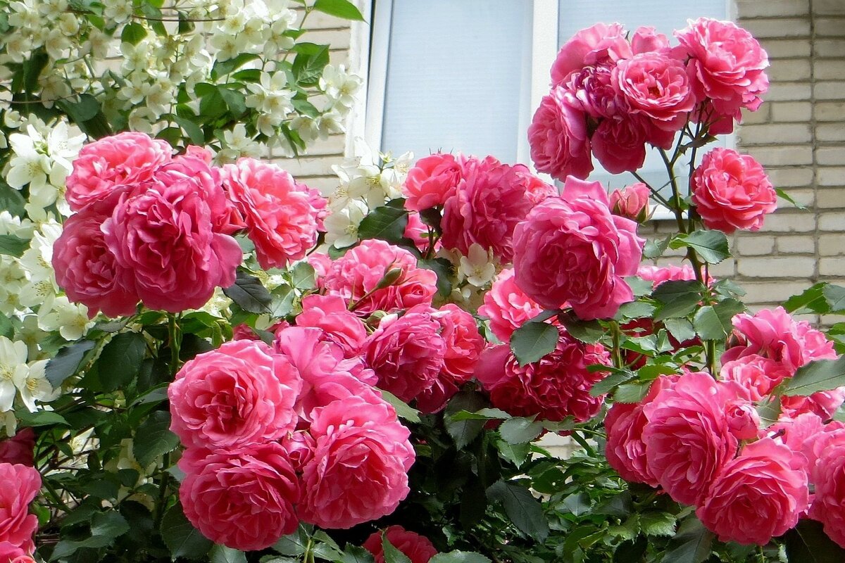 Мой цветущий месяц май - Татьяна Смоляниченко