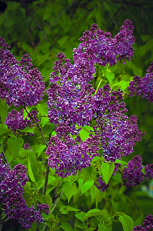 Сирень - Владимир Кроливец Сирень - Владимир Кроливец