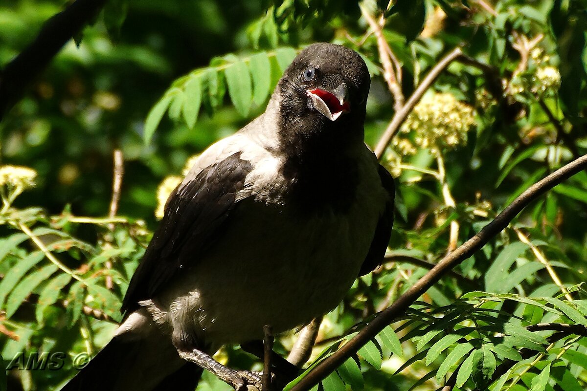 Анекдот - kolyeretka 