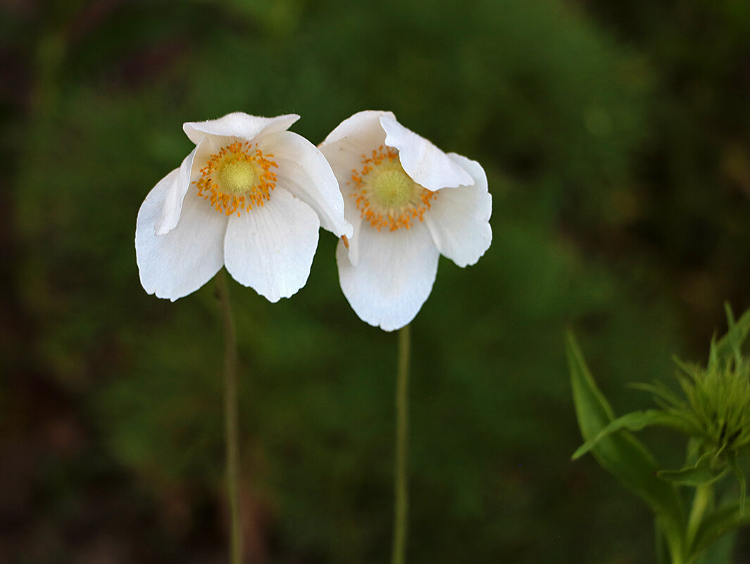 Ветреная парочка (анемоны ветреницы) - Светлана Ветреная парочка (анемоны ветреницы) - Светлана