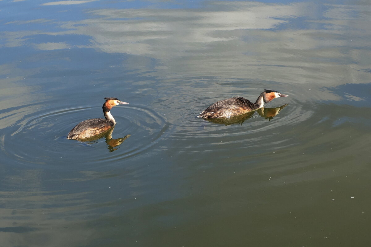 Чомга - Рита Симонова