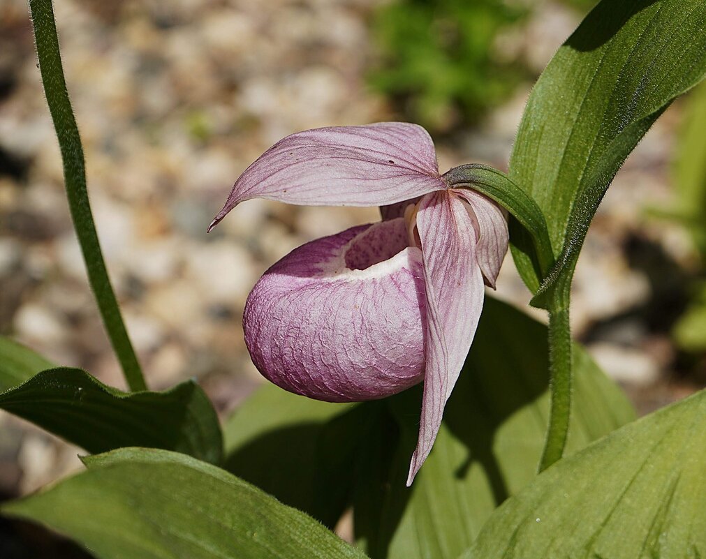 Венерин башмачок - Татьяна Тюменка