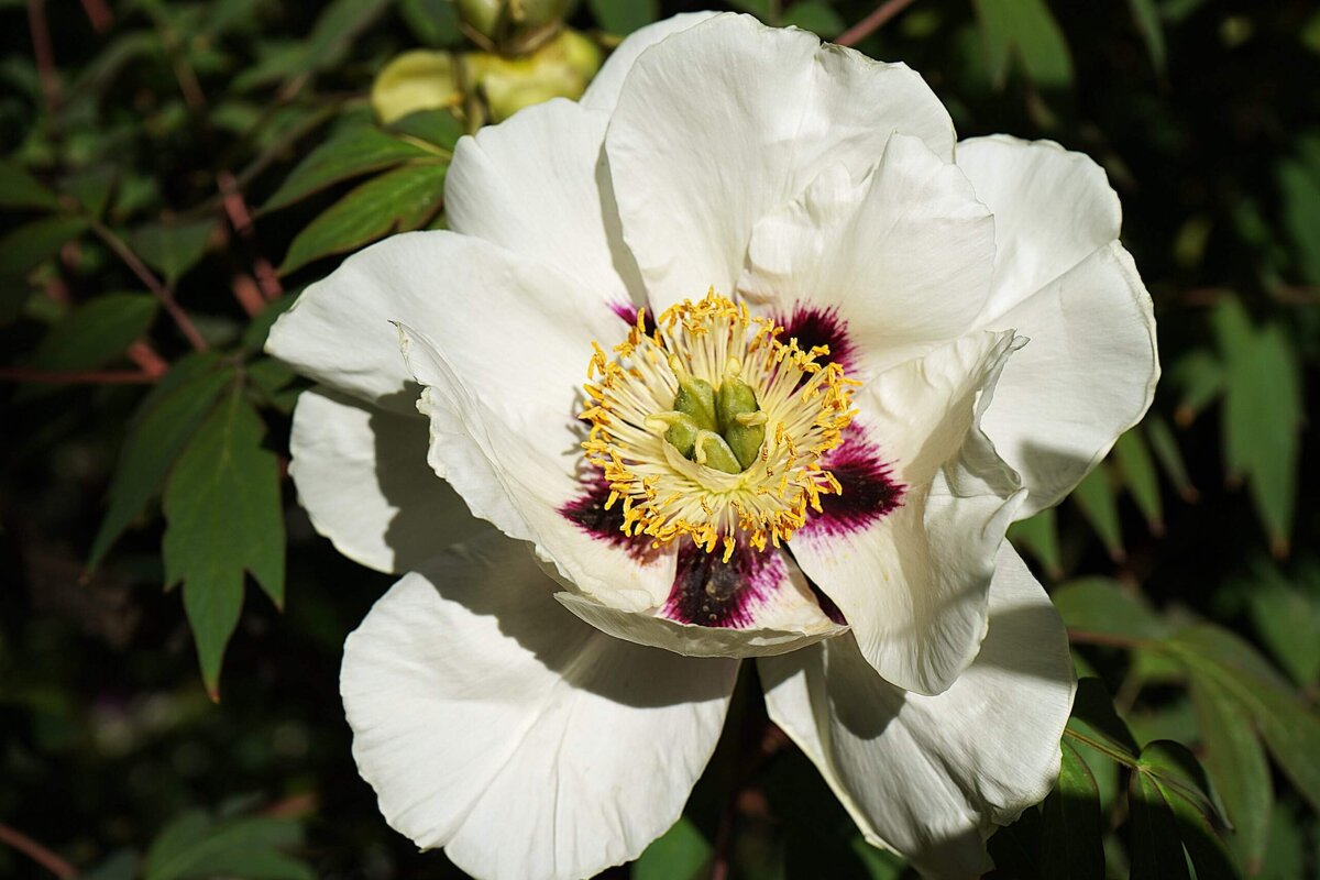 Пион - Татьяна Тюменка