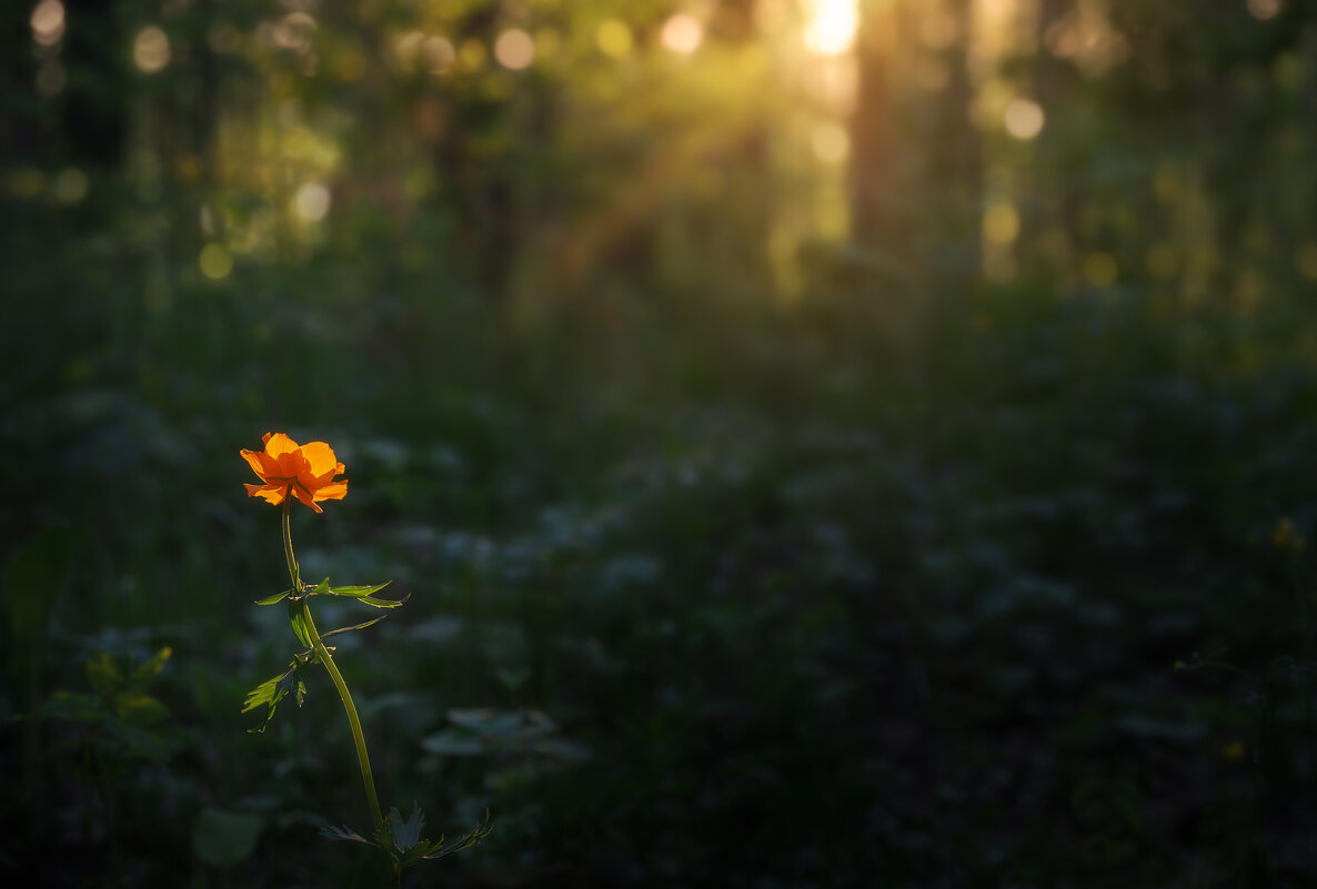 * - Александр Иванов