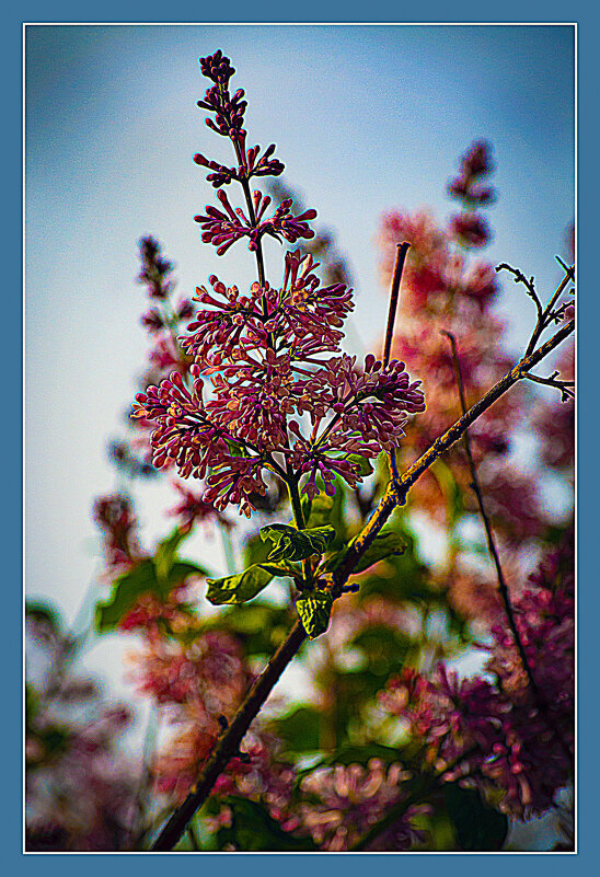 Сирень 25 - Владимир Кроливец Сирень 25 - Владимир Кроливец