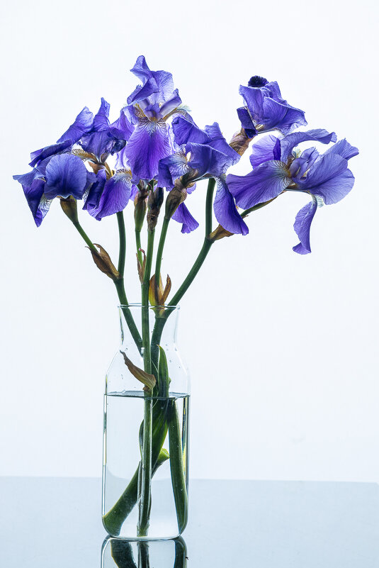 Ирисы - Александр Бродский