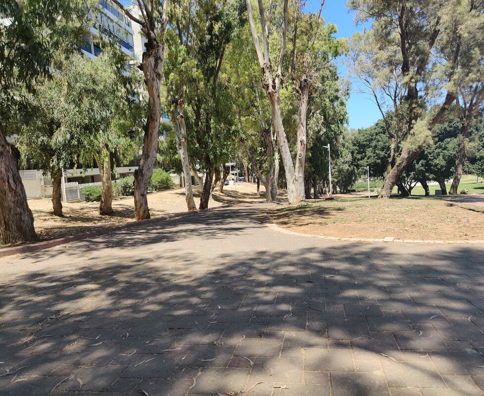 "Эфкалиптовая аллея - - Светлана Хращевская