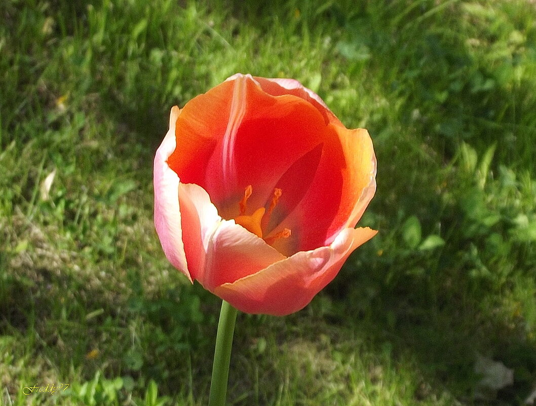 Тюльпан - Freddy 97
