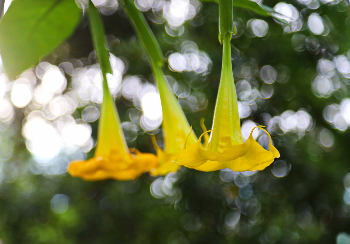 Бругмансия. - Оля Богданович