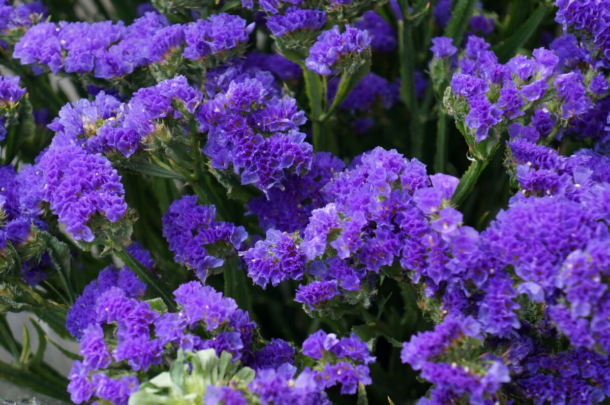 * * * - Алёна Савина * * * - Алёна Савина