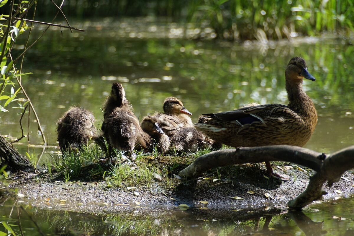 Молодое поколение - Ninell Nikitina Молодое поколение - Ninell Nikitina