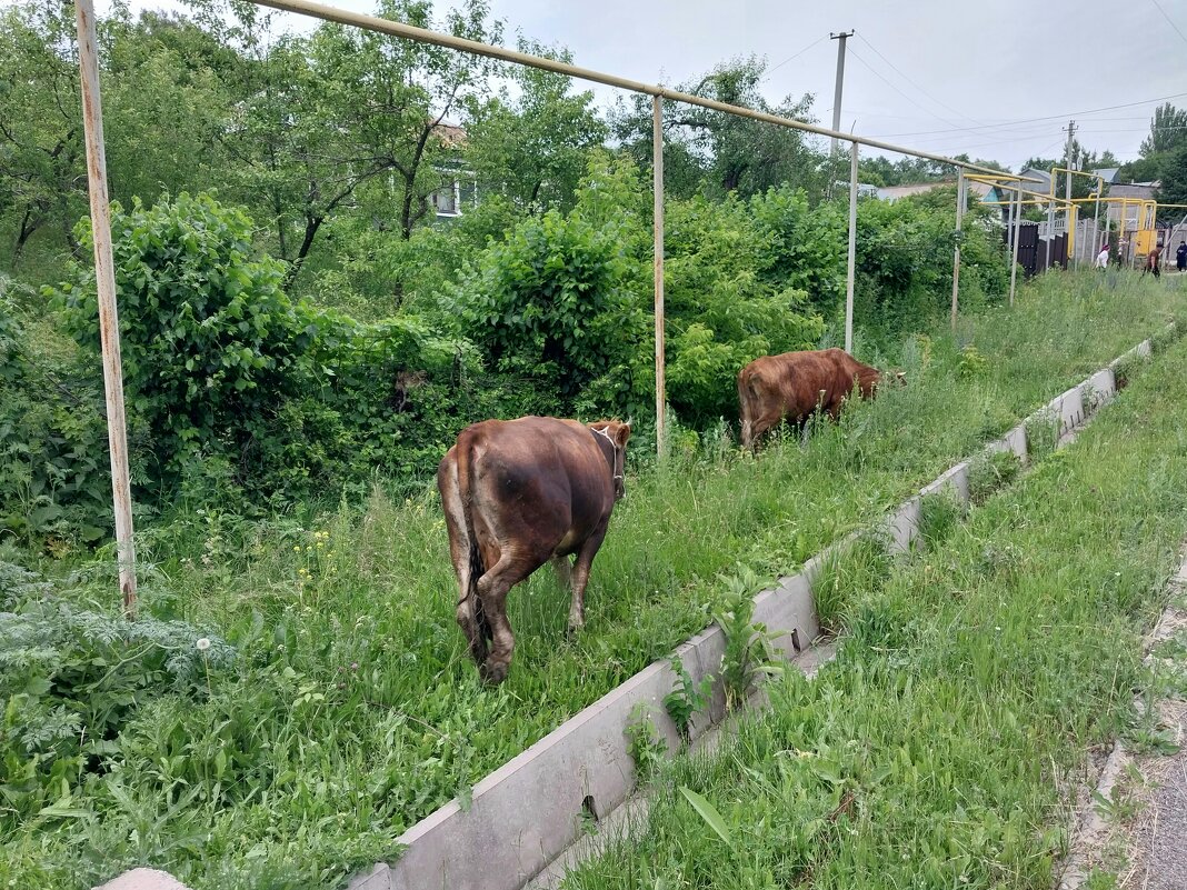 Talgar. - Murat Bukaev 